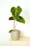 Alocasia