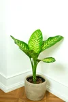 Dieffenbachia