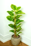 Ficus Altissima Yellow Gem