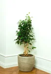 Ficus Benjamina