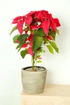 Poinsettia