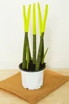 Sansevieria Velvet