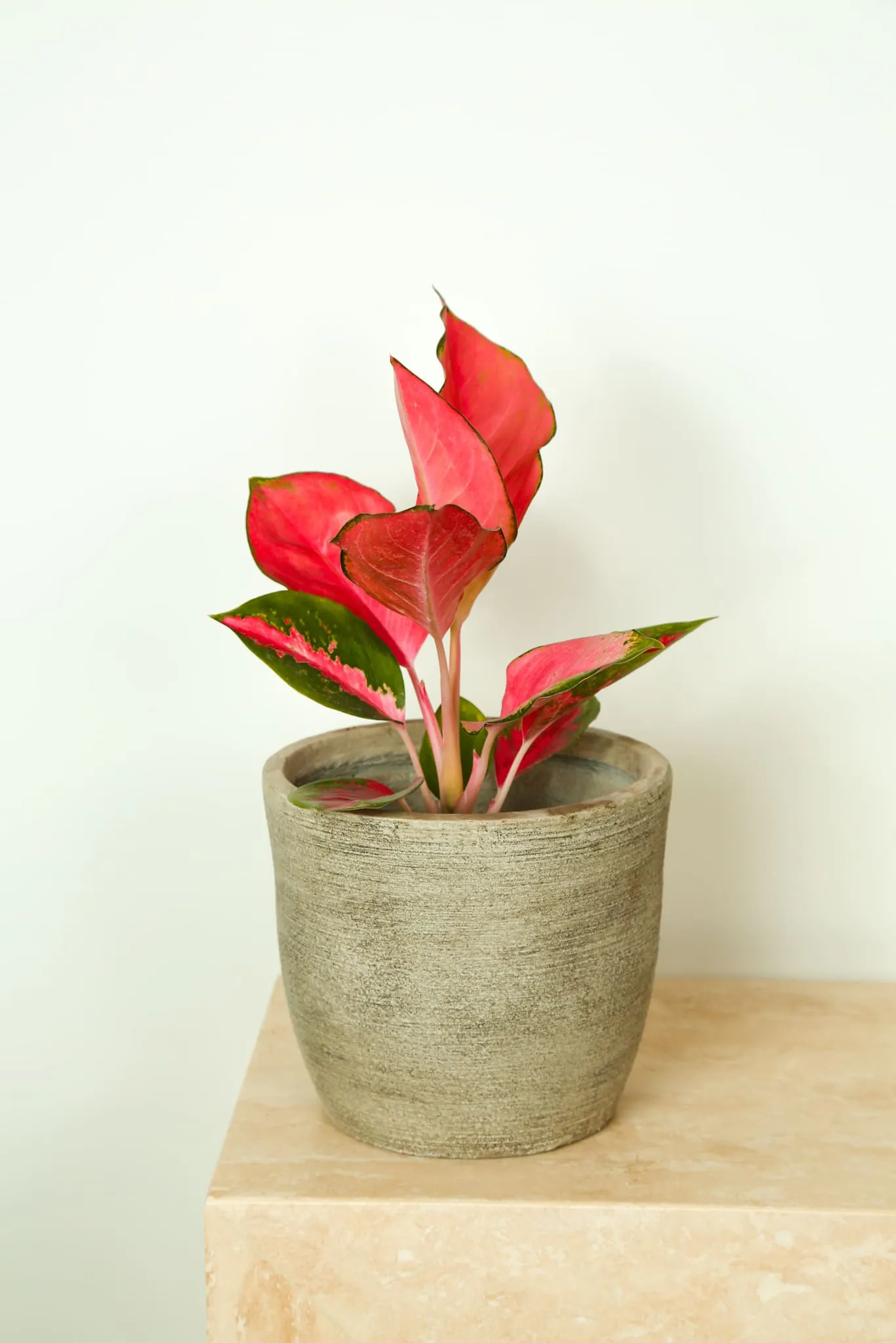 Red Aglaonema