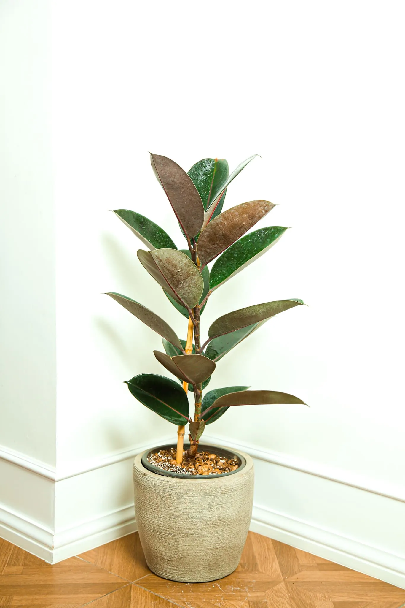 Ficus Rubber