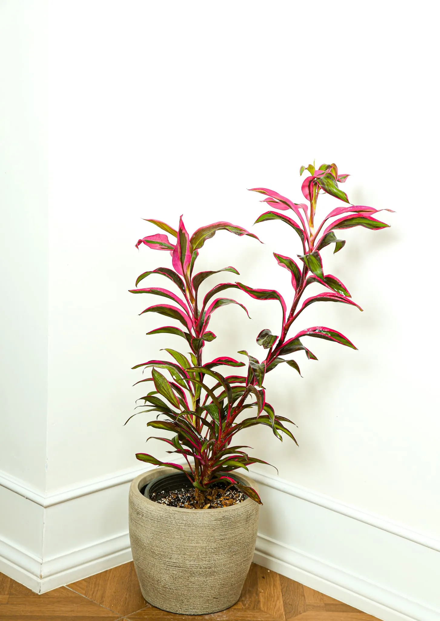 Cordyline Plant