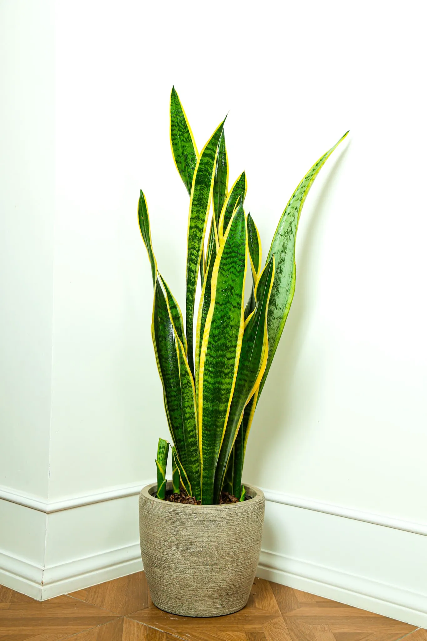 Sansevieria