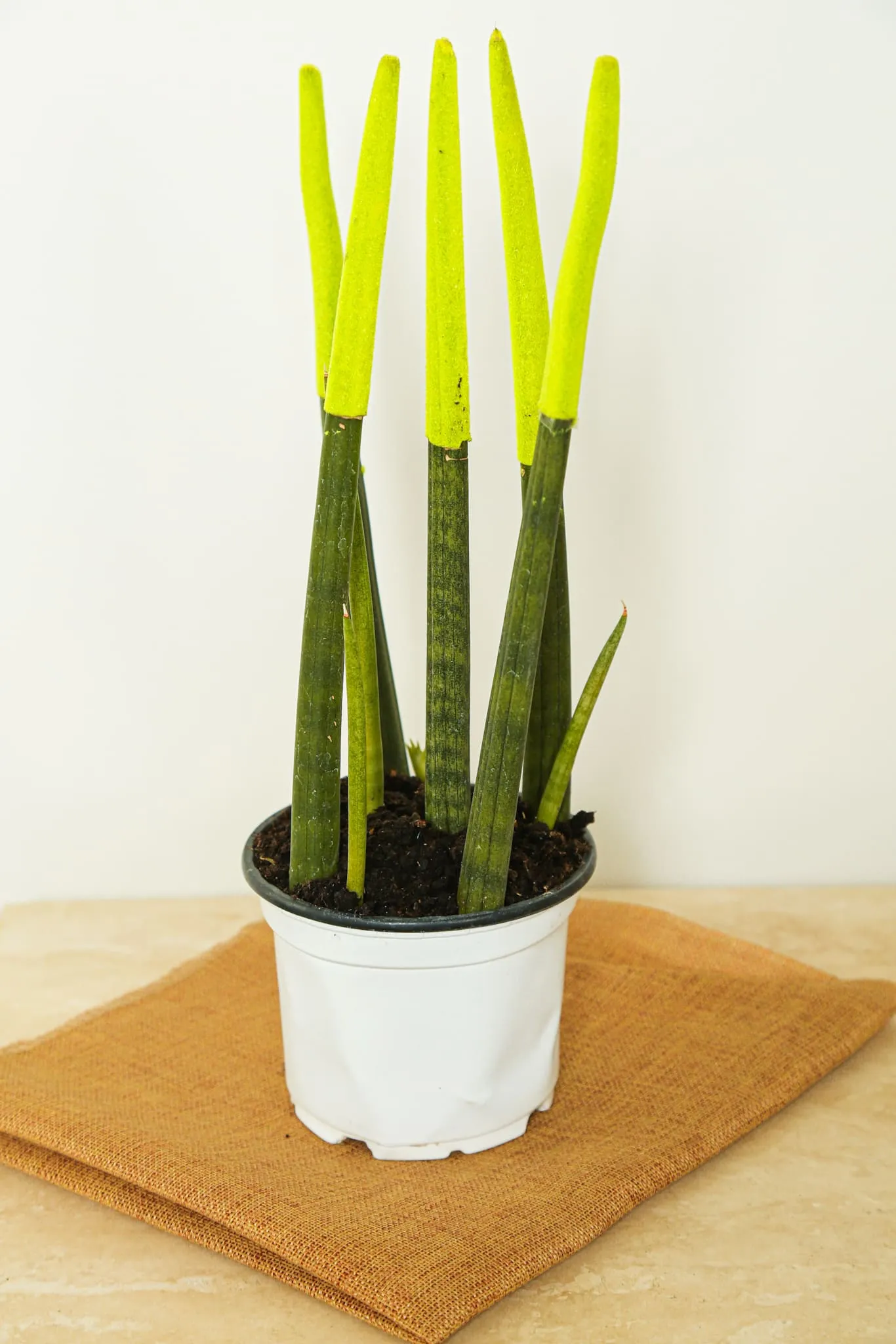 Sansevieria Velvet