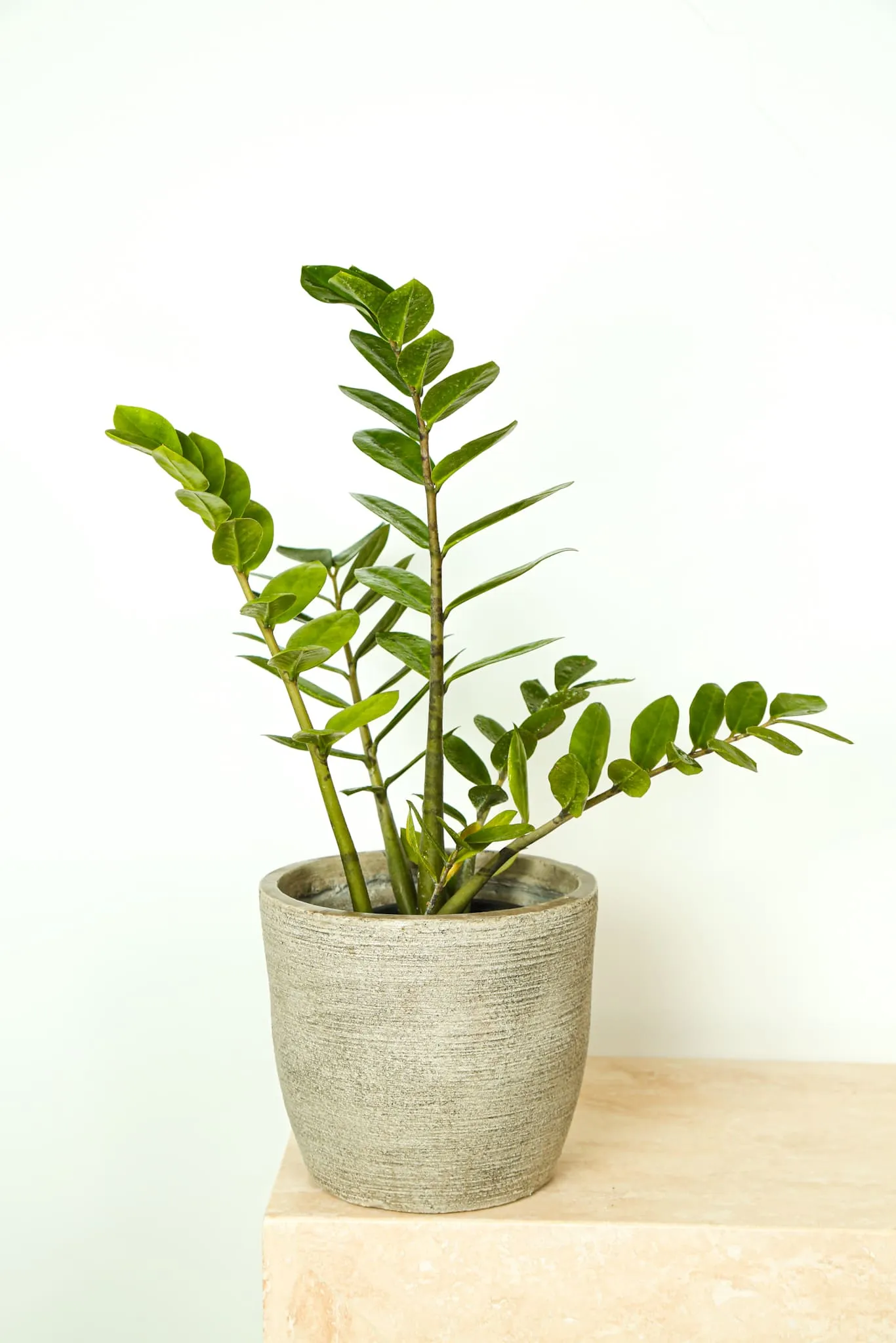 Zamioculcas