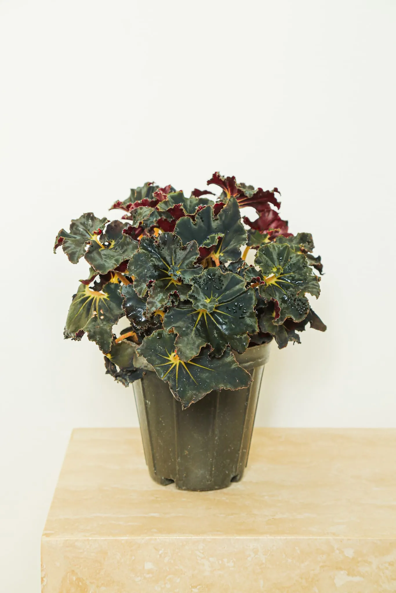 Begonia Masoniana