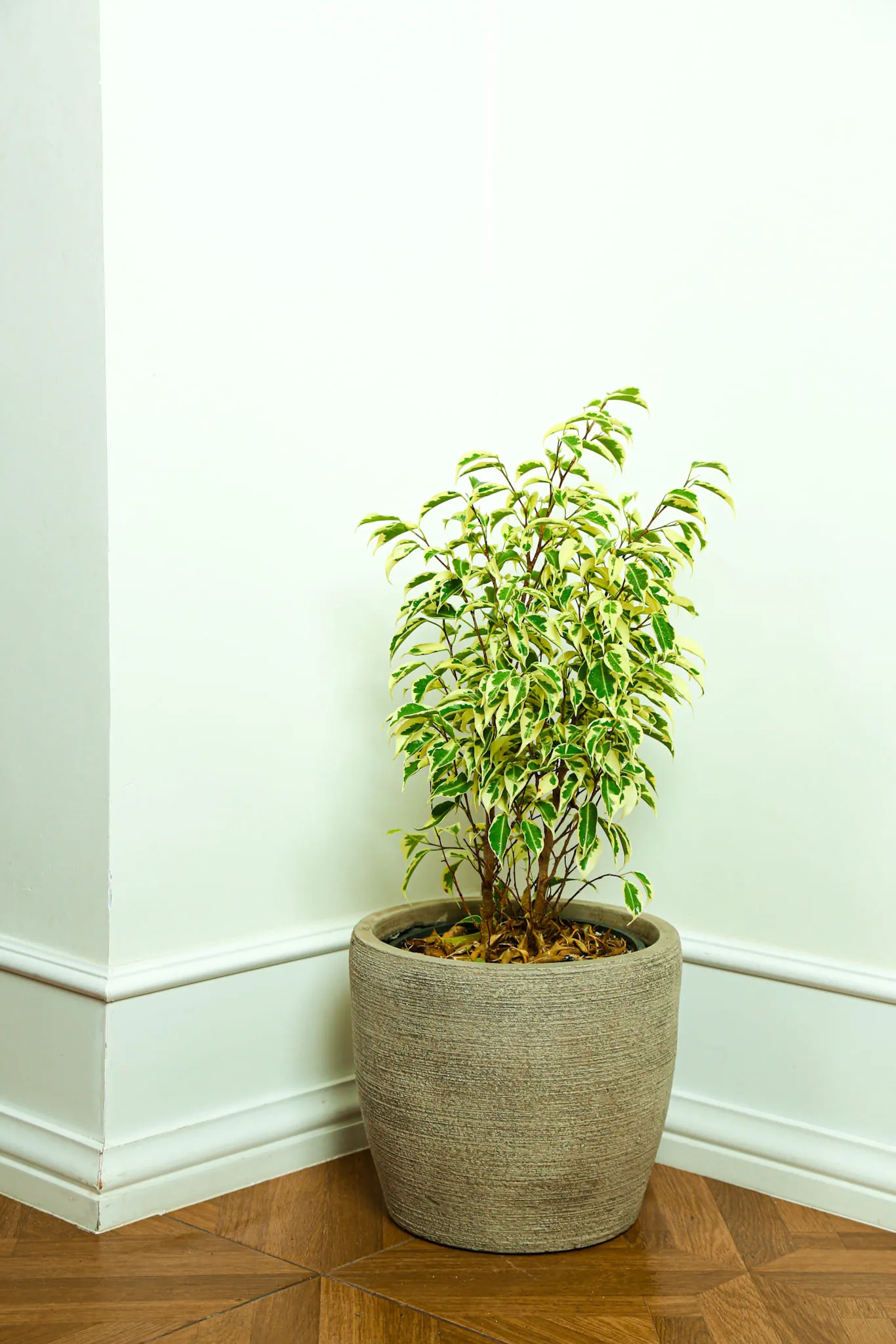 Ficus Benjamina Gold