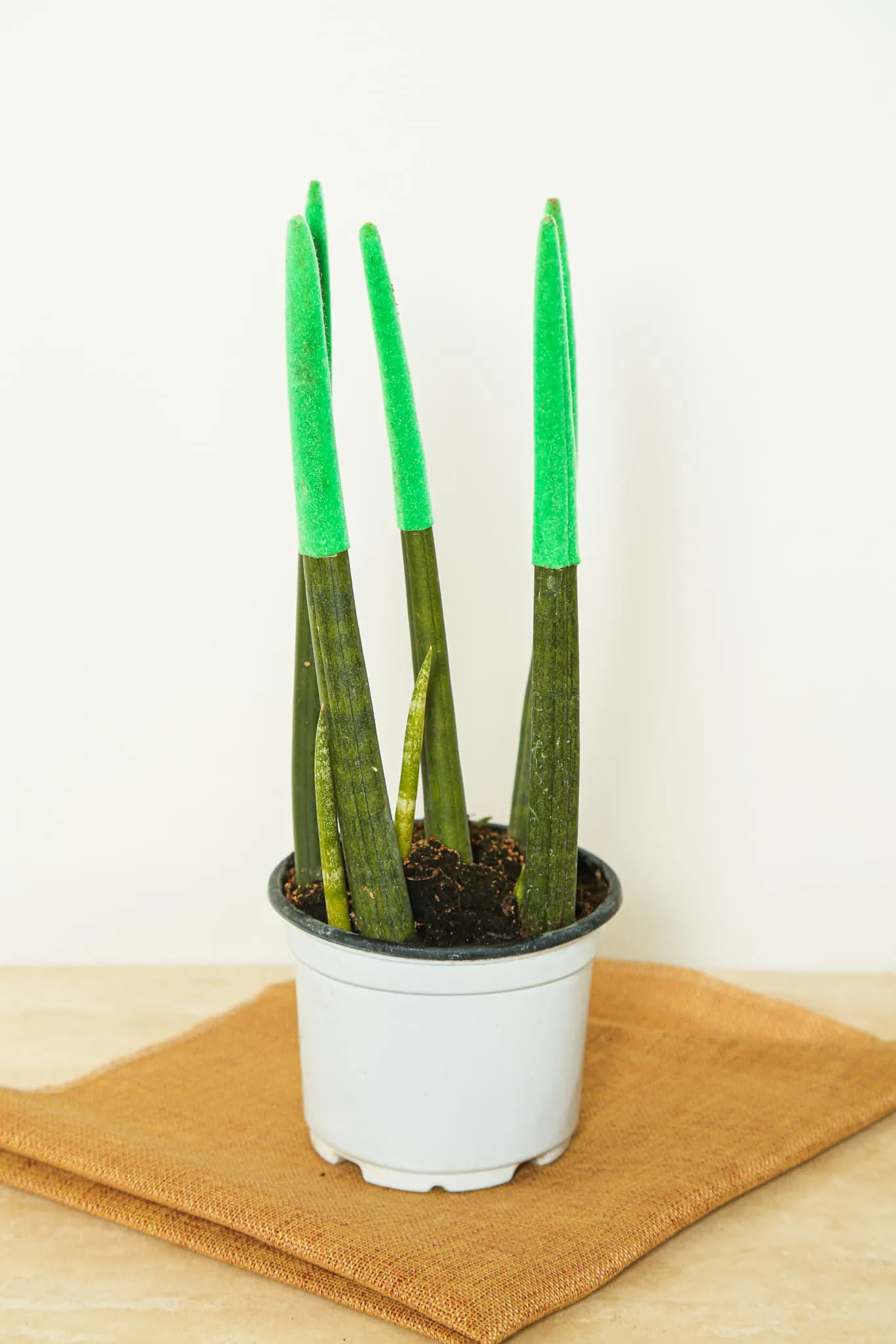 Sansevieria Blue