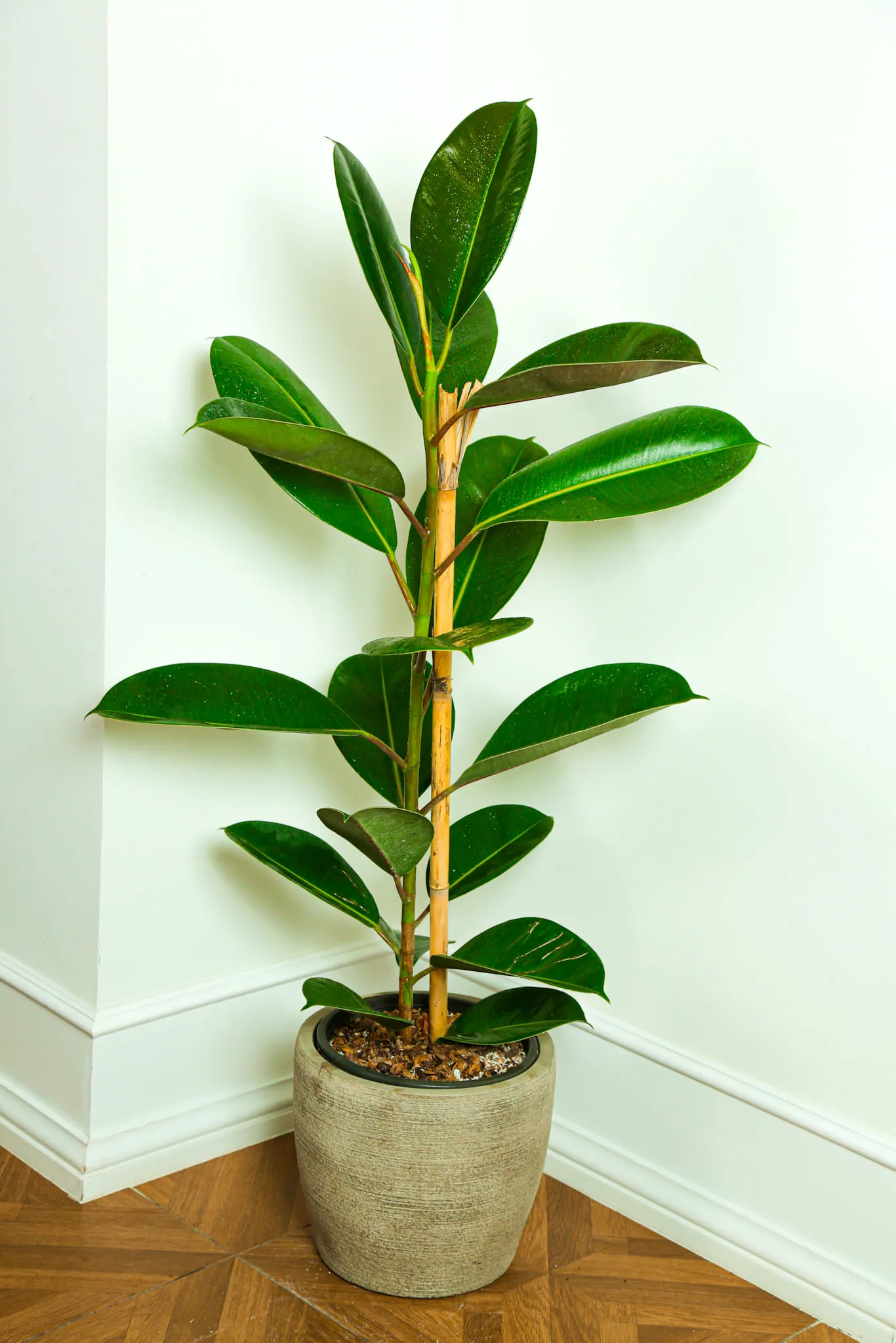 Rubber Plant