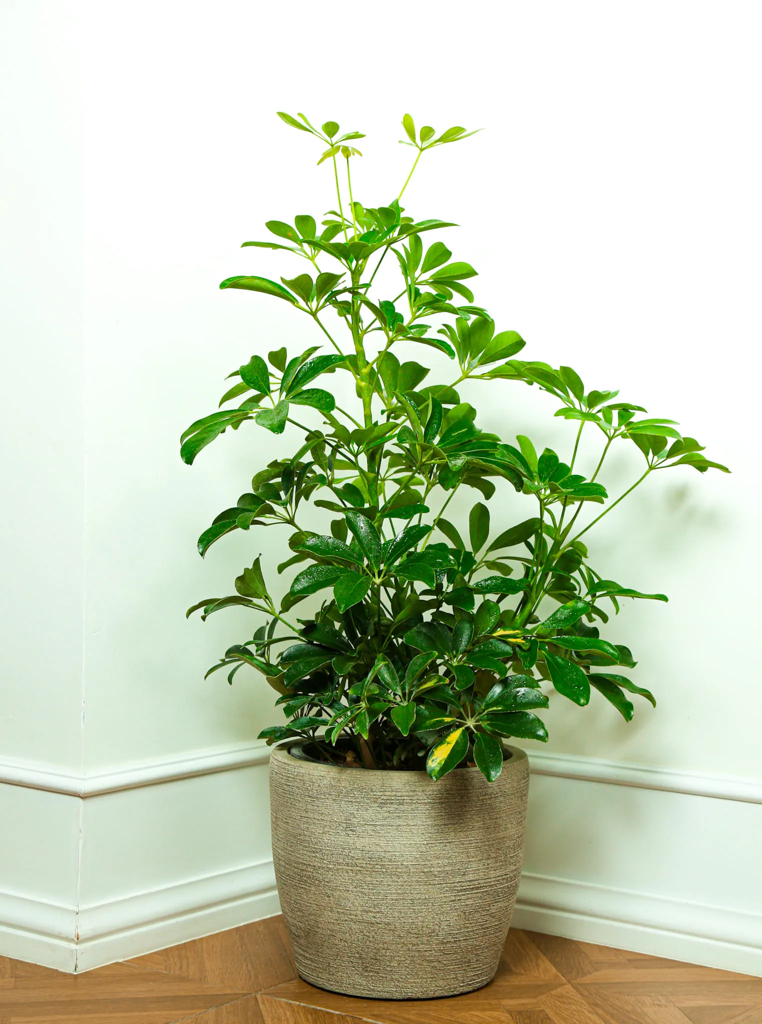 Schefflera Green