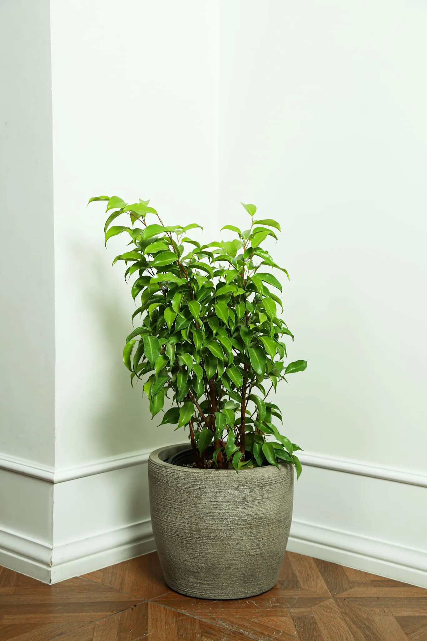 Ficus Benjamina Green